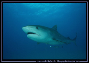 Big Tiger at Tiger Beach Bahamas.... :O)... by Michel Lonfat 